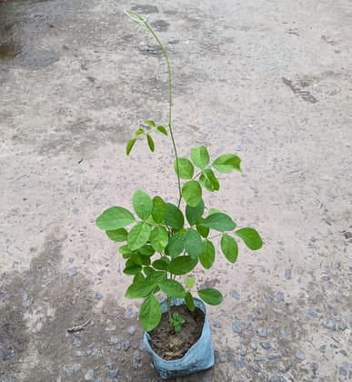 Buy Aparajita in 3 Inch Nursery Bag Online | Urvann.com