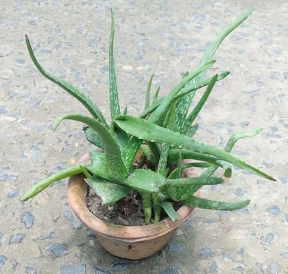 Buy Aloe vera in 5 Inch Clay Pot Online | Urvann.com