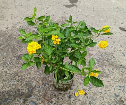 Buy Lantana Yellow in 3 Inch Nursery Bag Online | Urvann.com