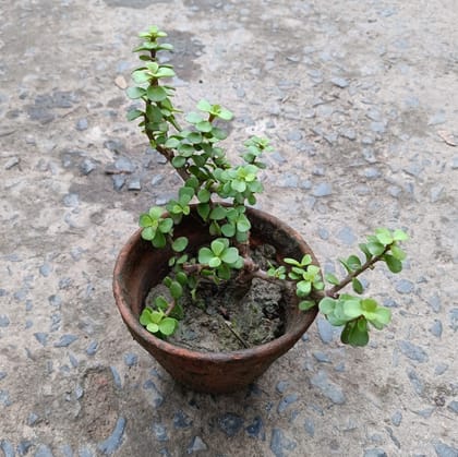 Buy Jade in 4 Inch Clay Pot Online | Urvann.com