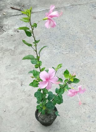Buy Hibiscus Pink in 5 Inch Clay Pot Online | Urvann.com