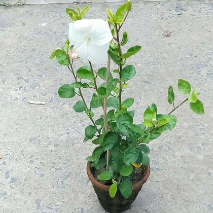 Buy Hibiscus White in 5 Inch Clay Pot Online | Urvann.com
