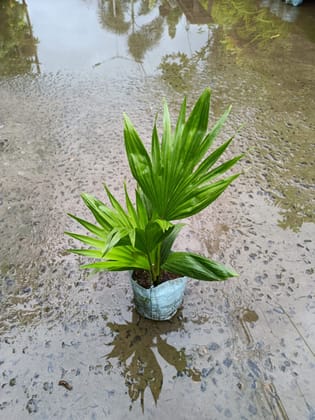 Buy China Palm in 4 Inch Nursery Bag Online | Urvann.com