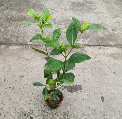 Buy Gardenia / Gandhraaj in 4 Inch Clay Pot Online | Urvann.com