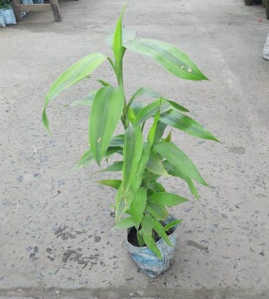 Buy Bamboo in 4 Inch plastic Nursery bag Online | Urvann.com
