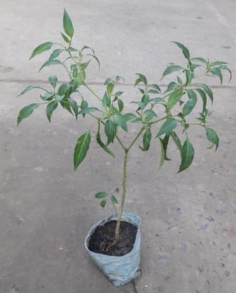 Buy Chilli / Mirchi Plant in 5 Inch plastic pot Online | Urvann.com