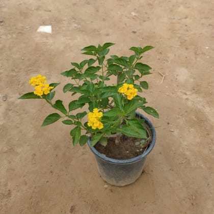 Buy Yellow Lantana in 6 Inch Plastic Pot Online | Urvann.com