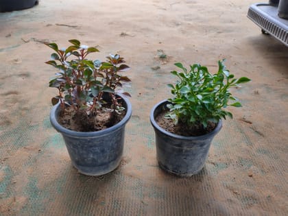 Buy Set of 2 Alternanthera (Red ,Green) in 4 Inch Plastic Pot Online | Urvann.com
