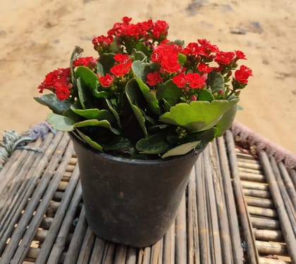 Buy Kalanchoe Red in 6 Inch Plastic Pot Online | Urvann.com