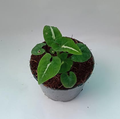 Buy Baby Syngonium wendlandii in 4 Inch Plastic Pot Online | Urvann.com