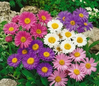 Buy Aster Flower Seeds - Excellent Germination Online | Urvann.com