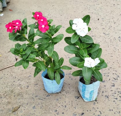 Buy Set of 2 Vinca (Pink & White) in 3 Inch Nursery Bag Online | Urvann.com