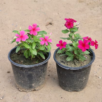 Buy Set of 2 Sadabahar ( Any Color) in 6 Inch Plastic Pot Online | Urvann.com