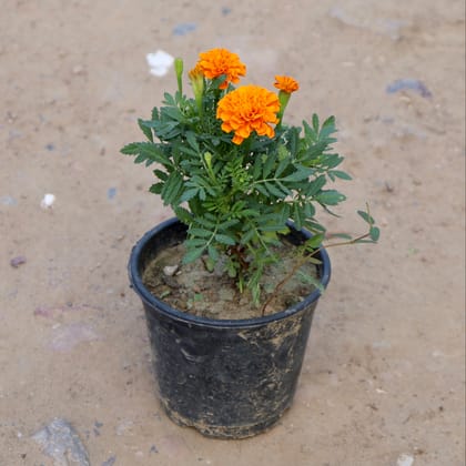 Buy Marigold Jafri in 6 Inch Plastic Pot Online | Urvann.com