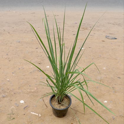Buy Lemon Grass in 8 Inch Plastic Pot Online | Urvann.com