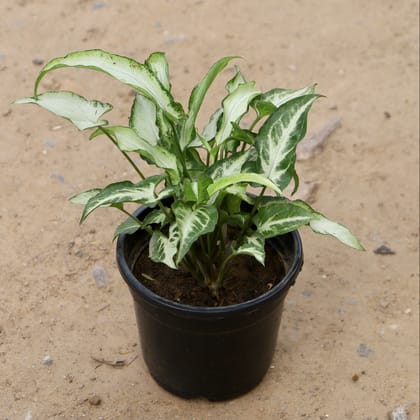 Buy Long Leaves Syngonium in 4 Inch Plastic Pot Online | Urvann.com