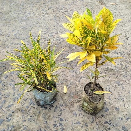 Buy Set of 2 - Croton in 4 Inch Nursery Bag Online | Urvann.com