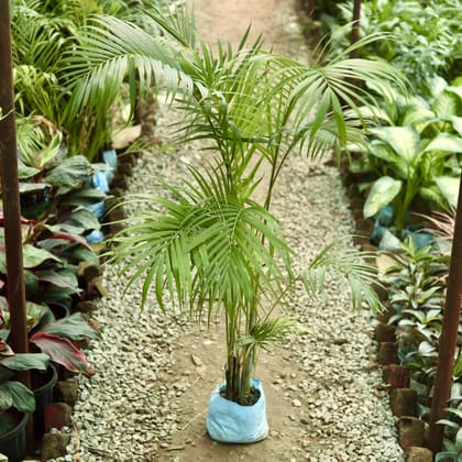 Buy Areca Palm in 7 Inch Nursery Bag Online | Urvann.com