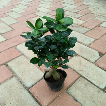 Buy Ficus Bonsai in 4 Inch Nursery Bag Online | Urvann.com
