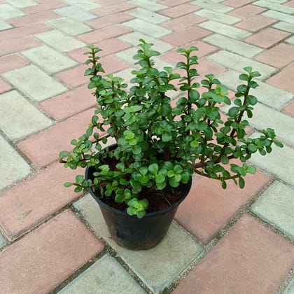 Buy Bushy Jade in 6 Inch Plastic Pot Online | Urvann.com