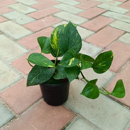 Buy Money Plant Desi in 4 Inch Plastic Pot Online | Urvann.com