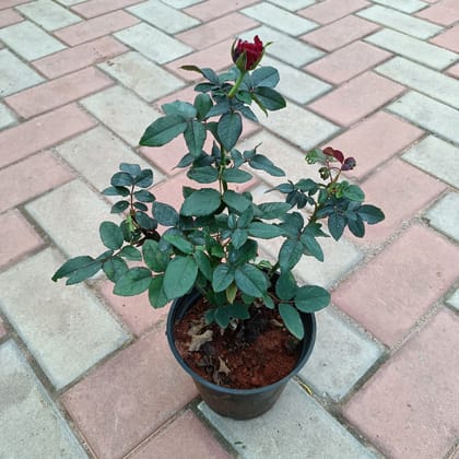 Buy Red Rose in 6 Inch Plastic Pot Online | Urvann.com