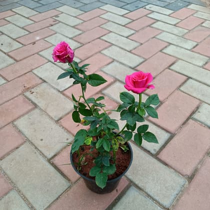Buy Rose Pink in 6 Inch Plastic Pot Online | Urvann.com