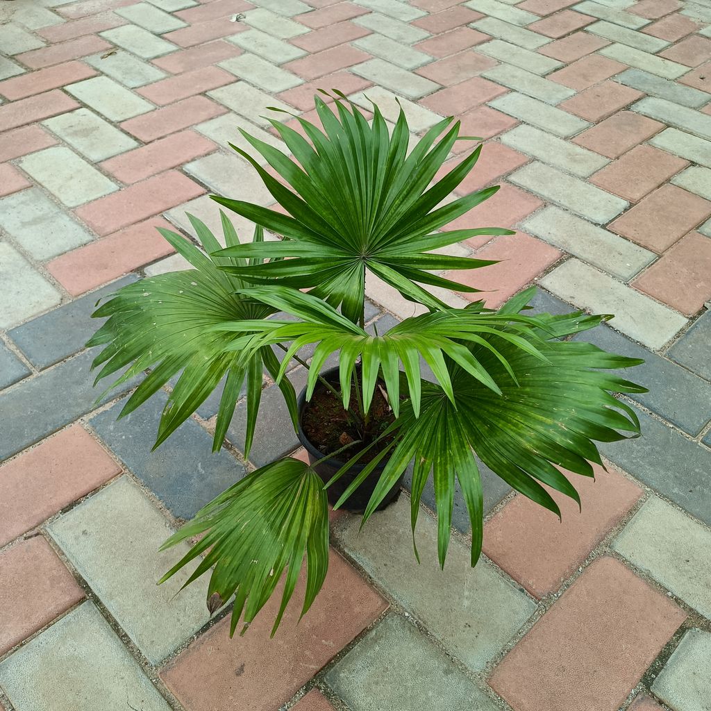 China Palm in 6 Inch Plastic Pot