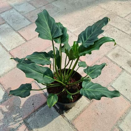Buy Xanadu Green in 5 Inch Plastic Pot Online | Urvann.com
