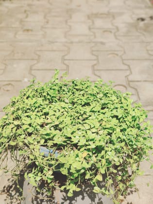 Buy Mini Turtle Vine in 10 Inch Hanging Pot Online | Urvann.com