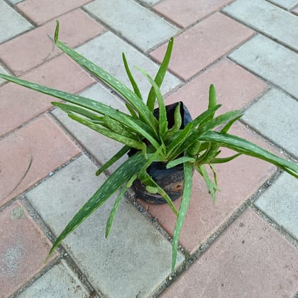 Buy Aloe Vera Medicinal plant in 4 Inch Nursery Bag Online | Urvann.com