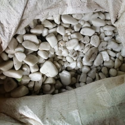 Buy Decorative White Pebbles - 1 kg Online | Urvann.com