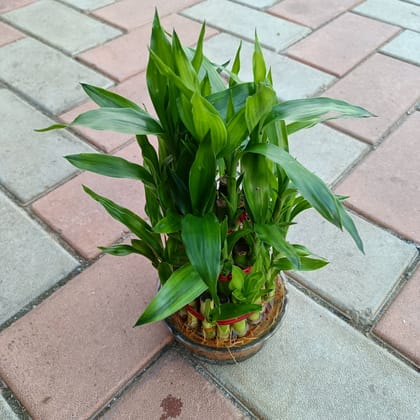Buy 3 Layer Lucky Bamboo in Glass Bowl Online | Urvann.com