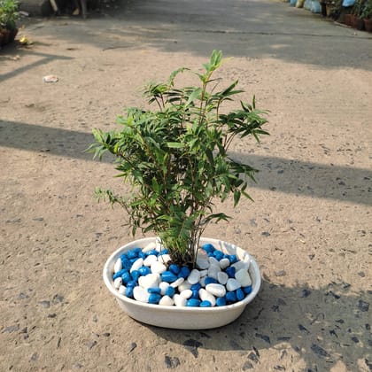Buy Chinese Bamboo Bonsai with Decorative Stones in 6 Inch Ceramic Pot Online | Urvann.com