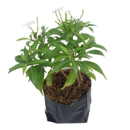 Buy Chandni Plant in 5 Inch Nursery Bag Online | Urvann.com