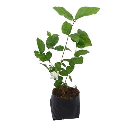 Buy Mogra Plant in 5 Inch Nursery Bag Online | Urvann.com