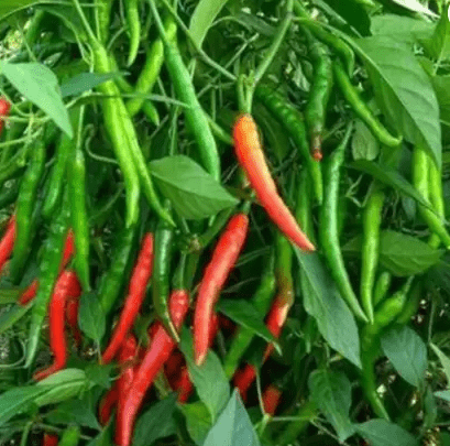 Buy Chili Seeds - Excellent Germination Online | Urvann.com