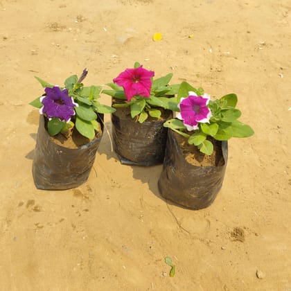Buy Set of 3 Petunia (Any color & Pattern) in 4 inch nursery bags Online | Urvann.com