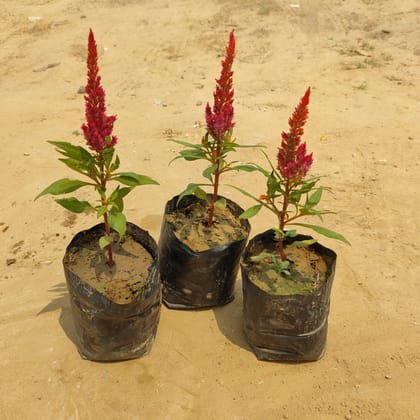 Buy Set of 3 Celosia Red in 4 inch nursery bags Online | Urvann.com