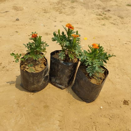 Buy Set of 3 Marigold Jafri (Any color) in 4 inch nursery bags Online | Urvann.com