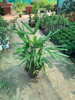 Buy Rhapis Palm in 8 Inch Terracotta Pot Online | Urvann.com