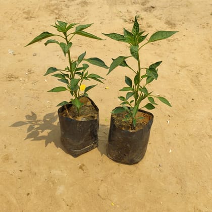 Buy Set of 2 Green Chili in 4 inch Nursery Bag Online | Urvann.com
