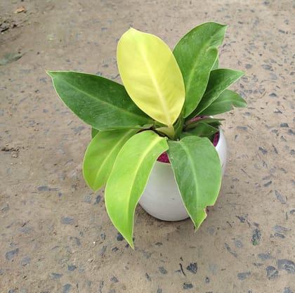 Buy Philodendron Moonshine in 6 Inch White Ceramic Pot Online | Urvann.com