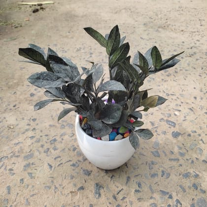 Buy Black ZZ plant in 6 Inch White Ceramic Pot Online | Urvann.com
