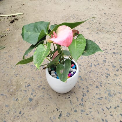 Buy Anthurium Pink in 6 Inch White Ceramic Pot Online | Urvann.com