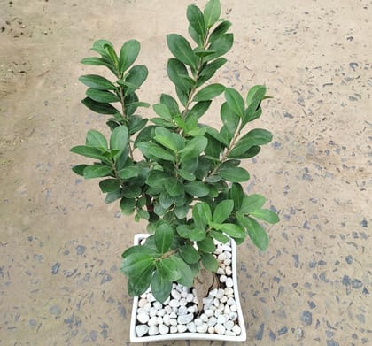 Buy Ficus grafted Bonsai in 8 Inch White Ceramic Pot Online | Urvann.com