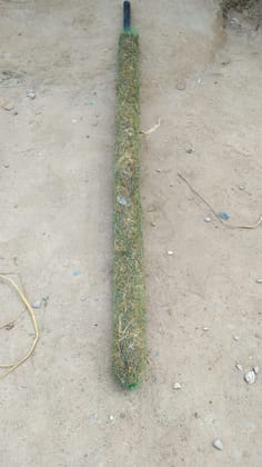 Buy Moss stick - 3 ft Online | Urvann.com