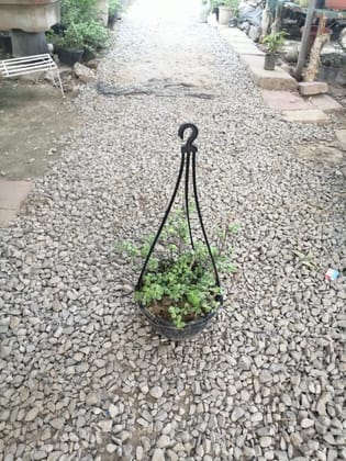 Buy Jade Plant in 8 Inch Hanging Basket Online | Urvann.com