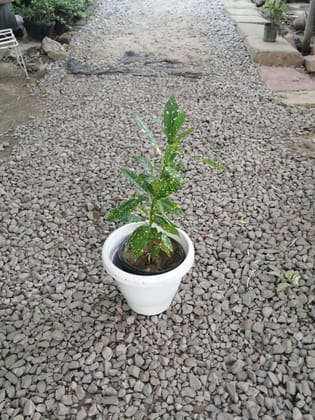 Buy Baby Croton in 8 Inch Classy White Plastic Pot Online | Urvann.com