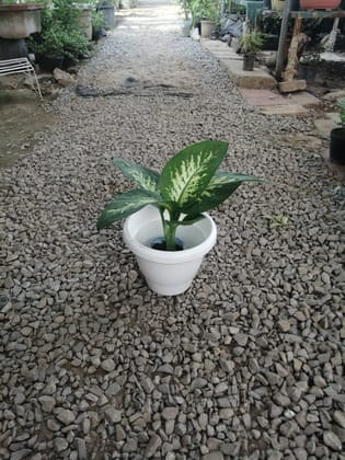 Buy Dieffenbachia in 8 Inch Classy White Plastic Pot Online | Urvann.com